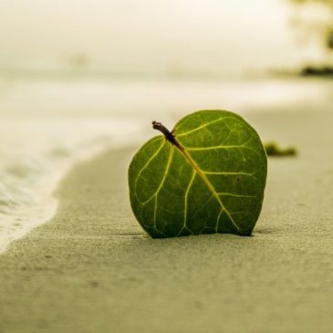 Beach - Leaf- Relaxing - Stress Relie